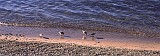 fast shore runnning birds -olkhon